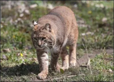 Je vis en Europe et dans une partie de l'Asie, un chevreuil bien gras fait mon affaire, mais à défaut un lièvre ou un renard me suffira !