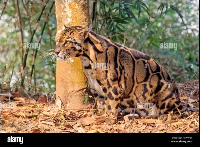 Je suis le plus petit des grands félins, je vis en Asie, mais par rapport à ma taille, mes crocs sont les plus longs, je chasse à l'affut, aussi bien l'écureuil que le cerf-cochon, le singe ou l'oiseau !