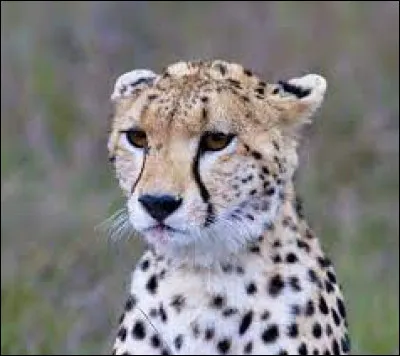 Je vis en Afrique et en Asie, je chasse les antilopes, les gazelles et même les lièvres, courir ne me fait pas peur !