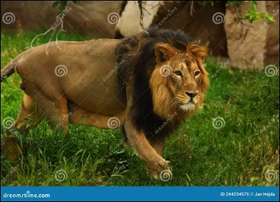 Je suis un redoutable chasseur d'antilopes et de chèvres, mais qui suis-je ?