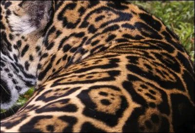 Ma spécialité c'est le pécari, mais aussi le caïman, je suis ...