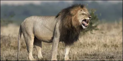 J'adore les gazelles, mais ma proie préférée c'est quand-même le buffle, malgré le danger qu'il représente !