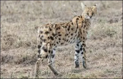Mes proies préférées sont les oiseaux, en particulier les pintades, mais les lièvres sont des proies de choix !