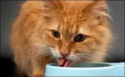 Vous avez faim et il n'y a plus rien à manger, que faites-vous ?