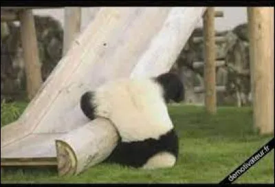 Lequel de ces mots désigne un mammifère mâle dont un seul testicule est descendu dans le scrotum ?