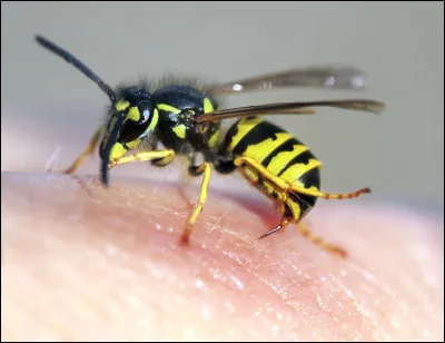 Le papier dont la pâte était grise avait pour nom...