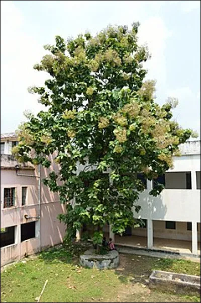 Qu'est-ce qu'une s&eacute;minoth&egrave;que ?