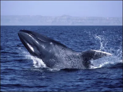 La langue d'une baleine bleue pèse environ...