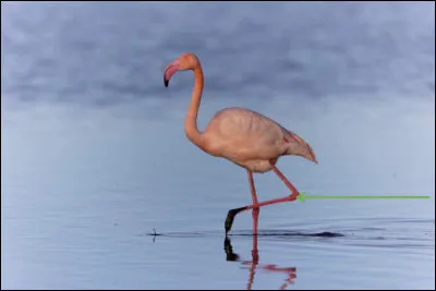 Ce que désigne la flèche verte sur la photo est ... du flamant rose.