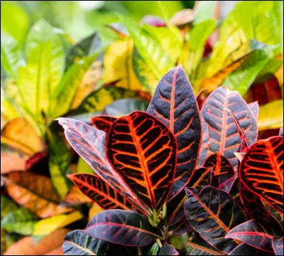 Mon quatrième est un pronom personnel féminin, utilisé à la 3e personne du singulier.