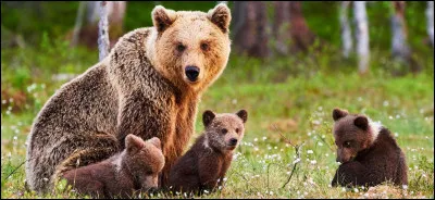 Connaissez-vous la musique "L'Ours" ?
Qui l'a chantée et composée ?