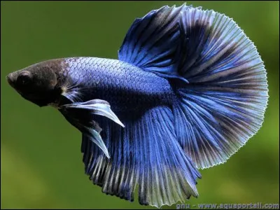 Lequel de ces livres a été écrit par Pierre Daix ?