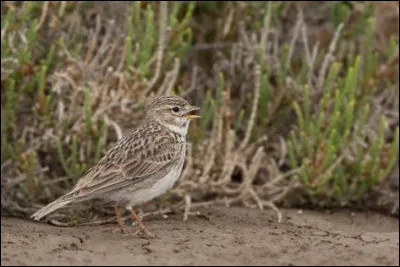 Qui est une ingrate pour Virginie Paradiso, en 2019 ?