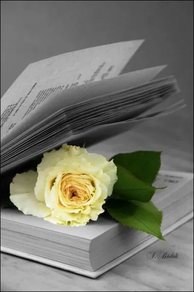 Dans le titre du roman de Nora Roberts, quelle fleur est "pour te plaire" ?