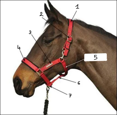 Comment s’appelle le n°6 ?