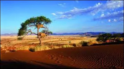 Sur quel continent se trouve le désert du Kalahari ?