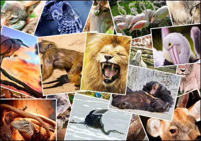 Lequel parle de plusieurs animaux différents ?