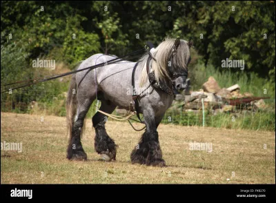 Quelle est cette race ?