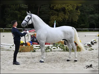 Quelle est cette race ?