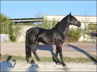 Quelle est cette race ?