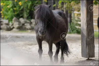 Quelle est cette race ?