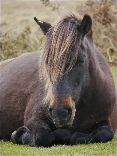 Quelle est cette race ?