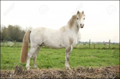 Quelle est cette race ?