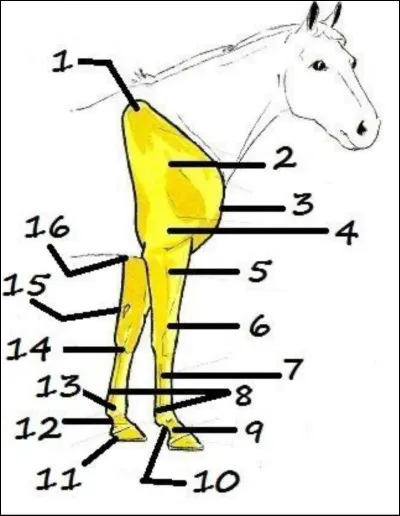 Comment s'appelle le n°15 ?