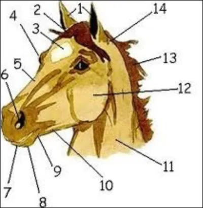 Comment s'appelle le n°5 ?