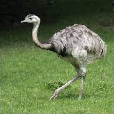 Quel est le nom de cet animal, qui vit principalement dans les pampas herbeuses d'Amérique du Sud ?