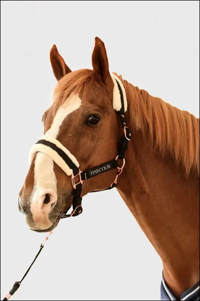 Quel est cet objet ?