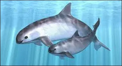 Quel est cet animal autrefois appelé « cochons de mer » ?