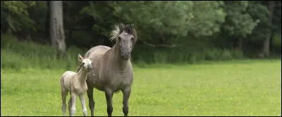 Quel est cette espèce de cheval gris ?