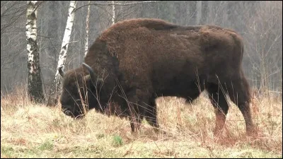 De quelle espèce de bison s'agit-il ?