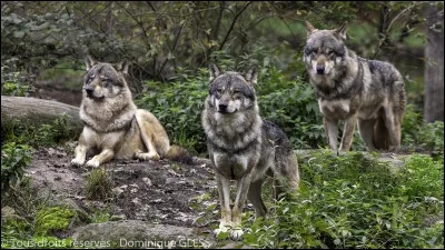 À l'âge de 5 mois le loup gris a une denture définitive de 42 dents : ...