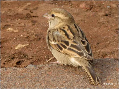 Décrivez un peu son physique.