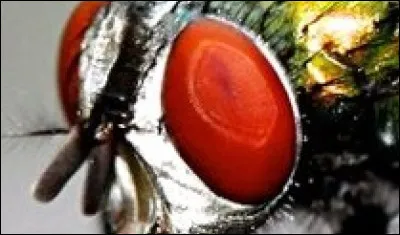 Quel est le nom de ce petit insecte énervant, surtout par son bruit ?