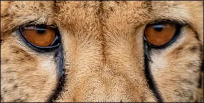 Un autre félin, qui court très vite (110 km/h), mais qui ne peut pas tenir cette vitesse très longtemps. Comment se nomme-t-il ?