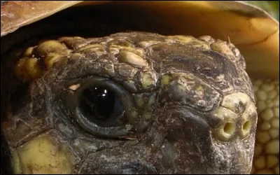 Un reptile pouvant vivre très vieux, quel est-il ?