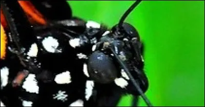 C'est un insecte magnifique, mais après sa transformation. Lequel est-ce ?