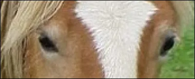 Et pour finir, à quel animal appartiennent ces yeux ?