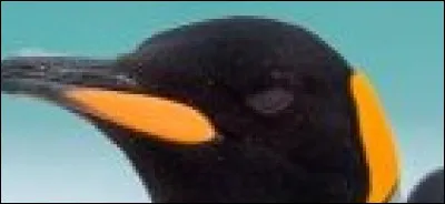 On ne voit qu'un seul de ses yeux, celui-ci. Il vit dans l'hémisphère Sud et est souvent confondu avec un autre animal. Pouvez-vous m'indiquer son nom ?