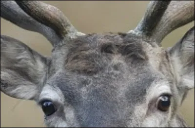 À quel animal appartient cette tête ?