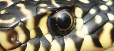 Ne vous inquiétez pas, ce serpent est inoffensif. Mais comment s'appelle-t-il ?