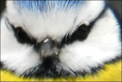 Comment se nomme cet oiseau ?