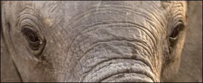À quel animal appartiennent ces yeux ?