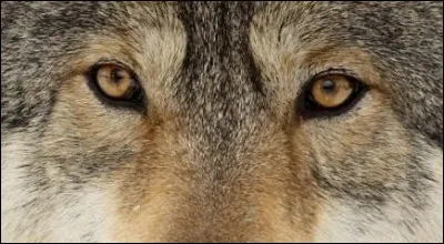 Comment se nomme ce canidé des bois ?