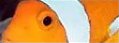 Un petit poisson, qui a pour nom...