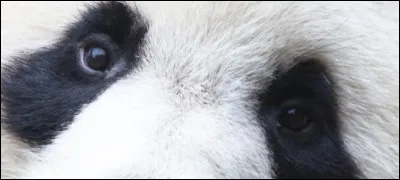 Comment se nomme cet animal de la famille des ursidés ?