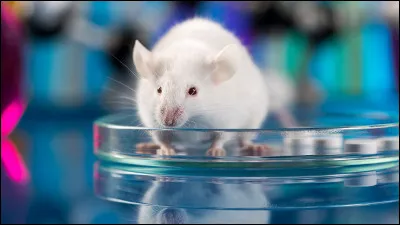 Même question, mais en combinant deux animaux de la question précédente.